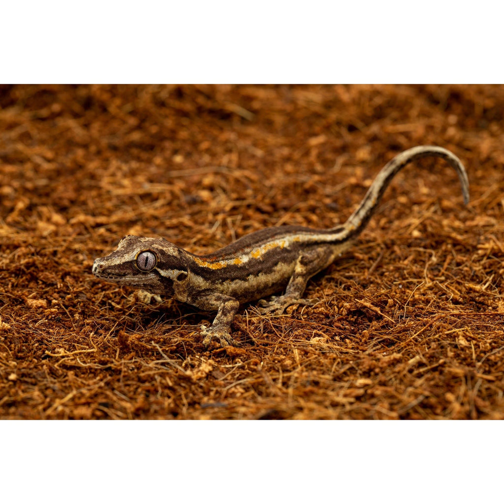 ReptiEarth Fine Coconut Fiber Mix; Ready to Use