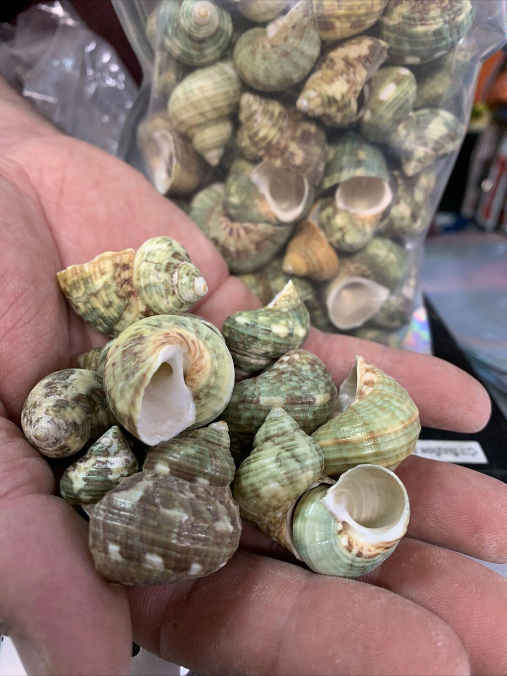 Aquarium Shell Decor 1#