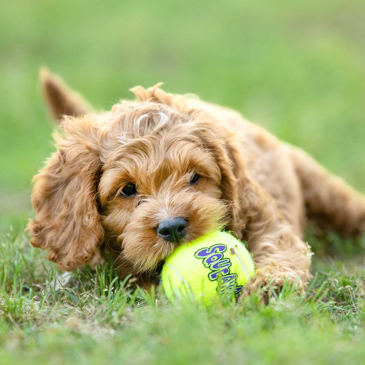 Air KONG Squeaker Tennis Balls for Dogs