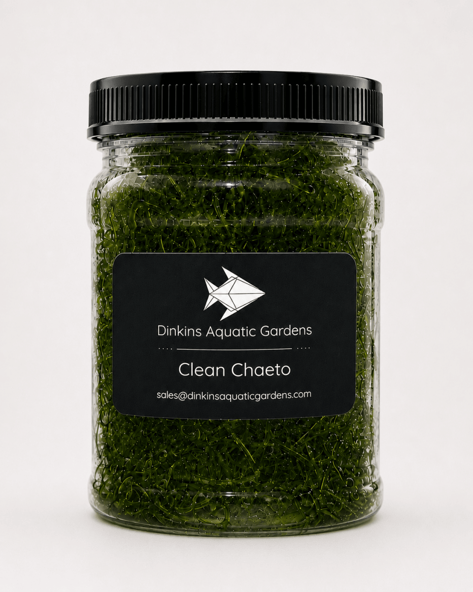 Clean Chaeto Infused with Live Copepods & Amphipods