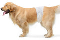 Male Dog Wraps, Disposable - Large Pack of 30 count
