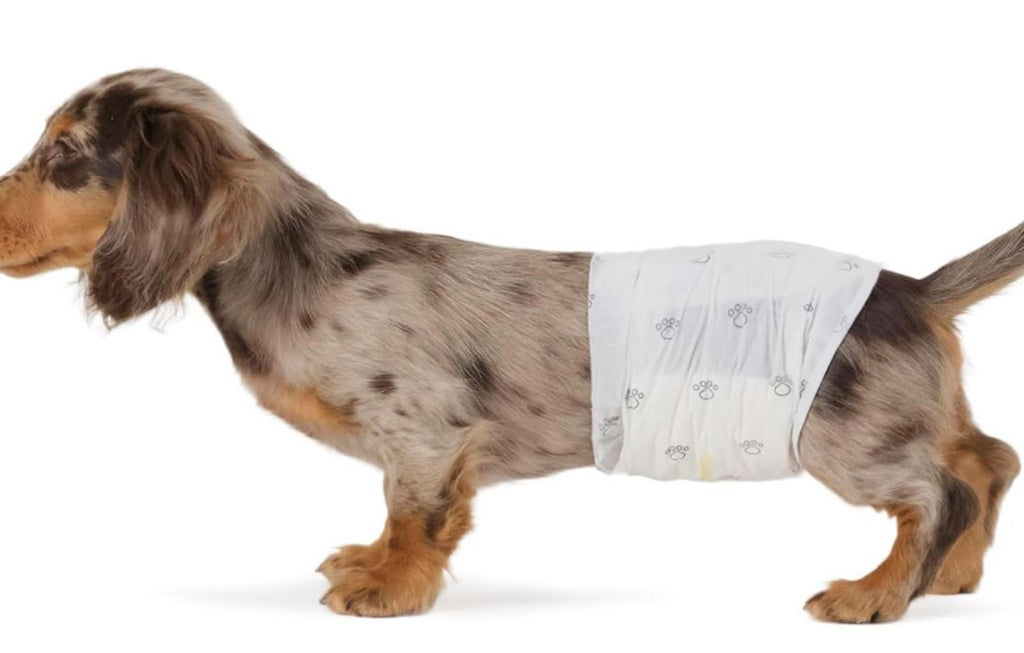Male Dog Wraps, Disposable - Large Pack of 30 count