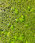 Duckweed Starter Bag Live Great for fish Aquariums