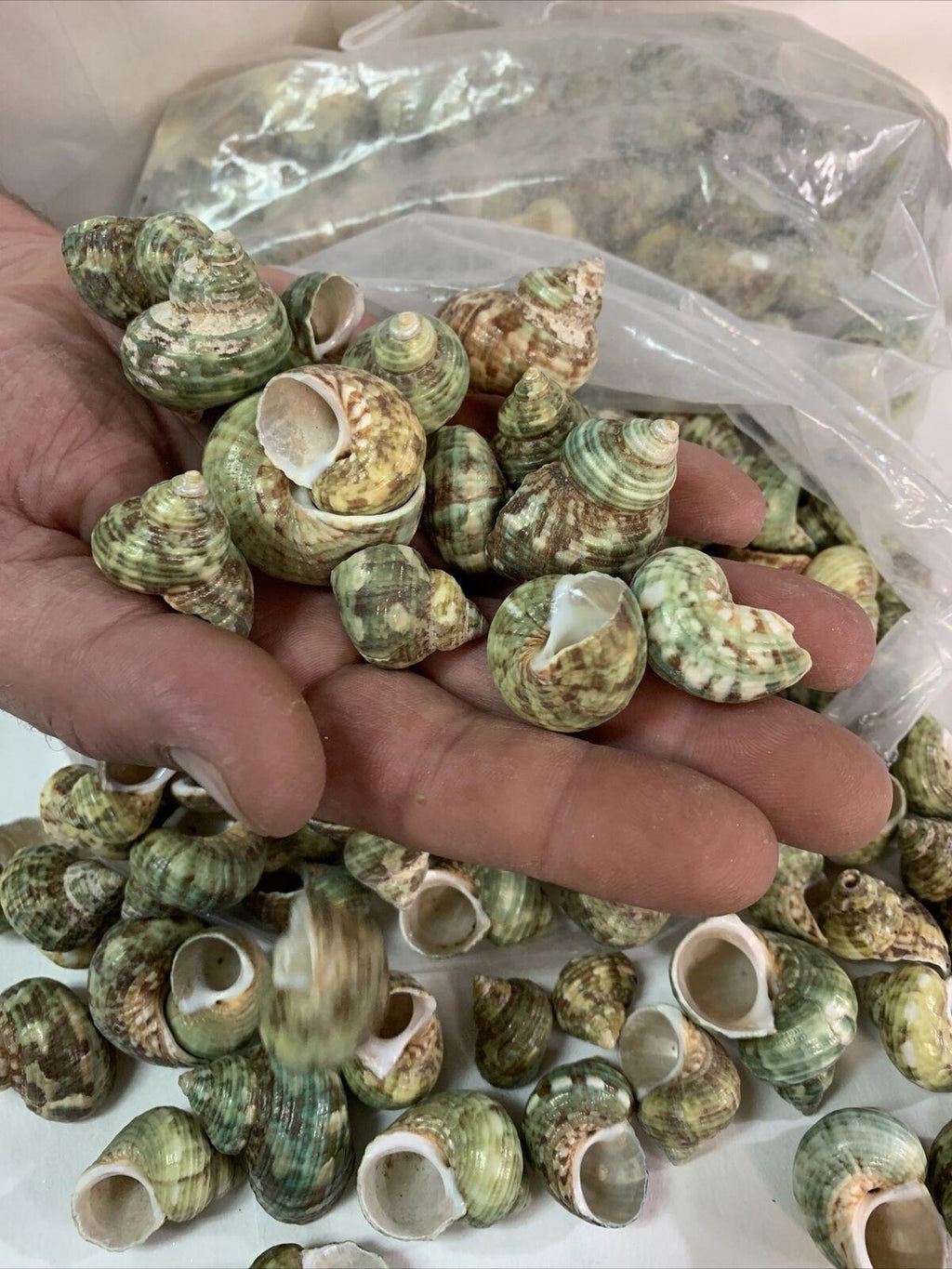 Natural Sea Shells 2 Pounds of Clean Very pretty green colored