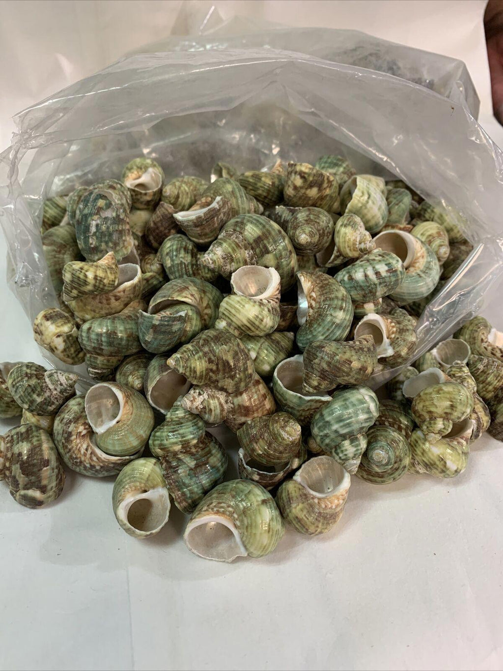 Natural Sea Shells 2 Pounds of Clean Very pretty green colored