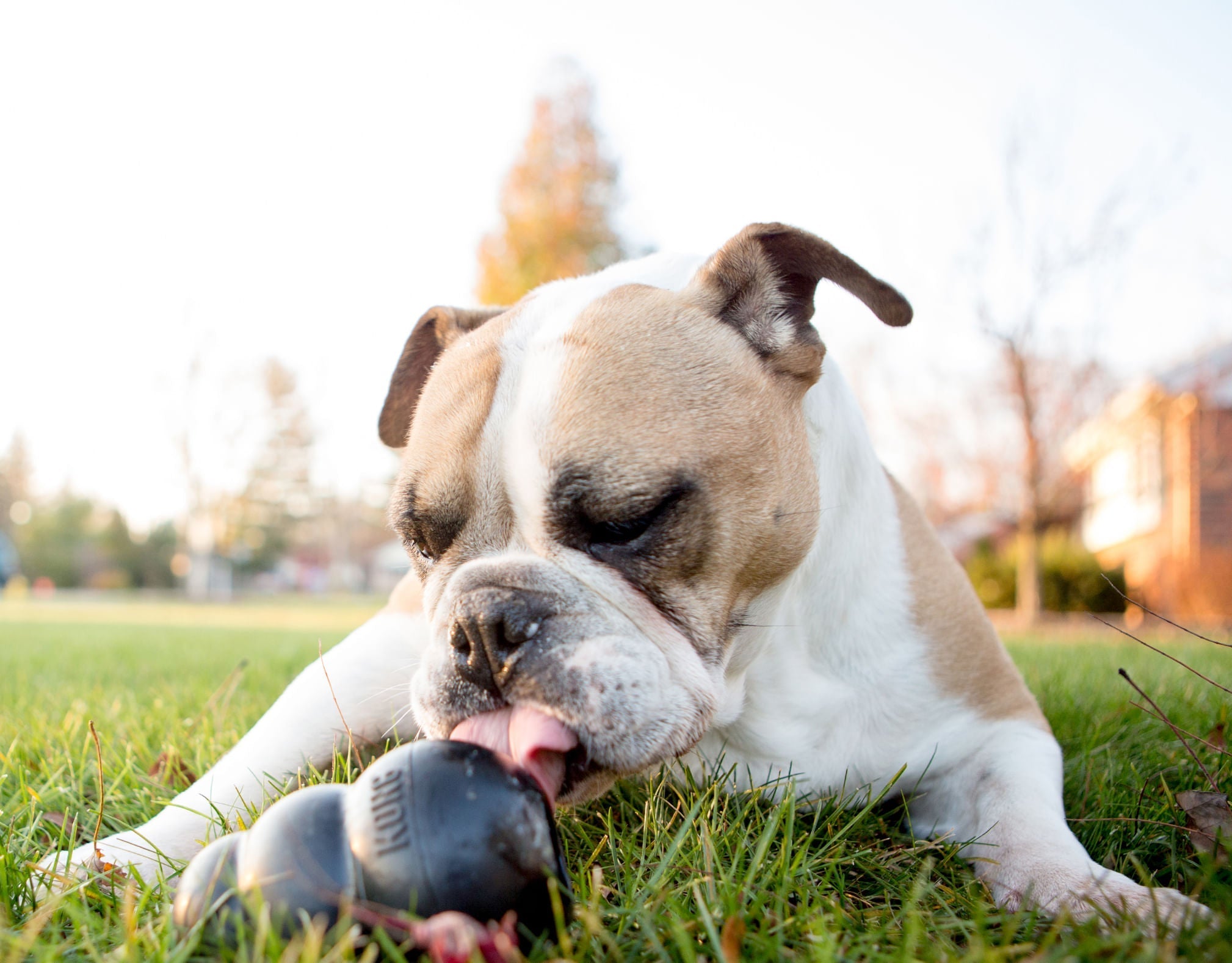 KONG Extreme Treat-Stuffing Dog Toy for Power Chewers