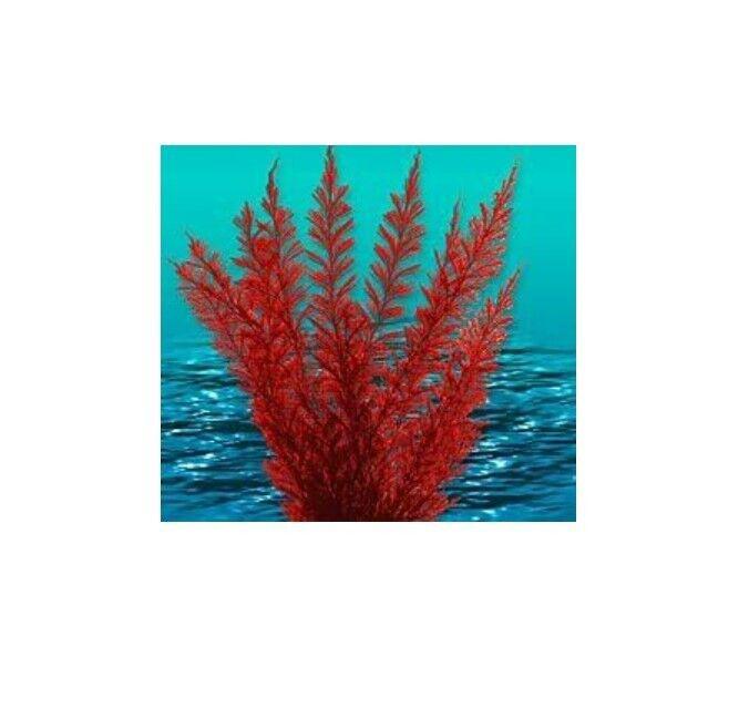 Nature's Image: Aquafern Medium, Freshwater 6" Red, Green or Rainbow Decor